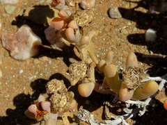 Malephora latipetala