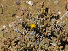 Malephora latipetala