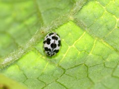 Psyllobora picta