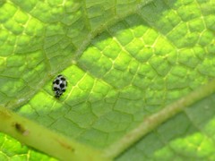 Psyllobora picta