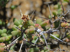 Ruschia cradockensis