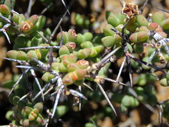 Ruschia cradockensis