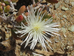Mesembryanthemum nitidum