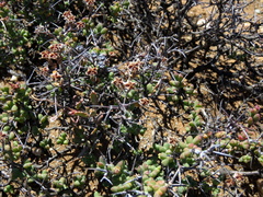 Ruschia cradockensis