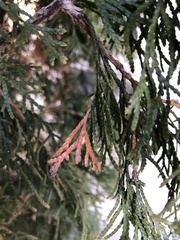 Pestalotiopsis funerea