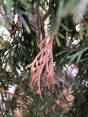 Pestalotiopsis funerea