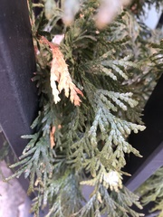 Pestalotiopsis funerea