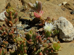 Mesembryanthemum nitidum