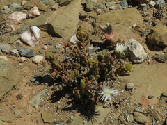 Mesembryanthemum nitidum