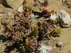 Mesembryanthemum nitidum
