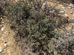 Ruschia cradockensis