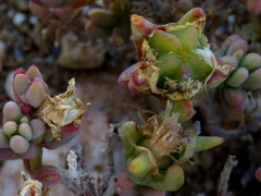 Mesembryanthemum nitidum