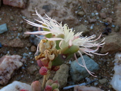 Mesembryanthemum nitidum