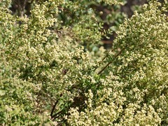 Baccharis pilularis