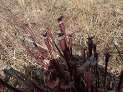 Sarracenia jonesii