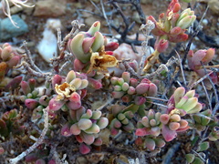 Mesembryanthemum nitidum