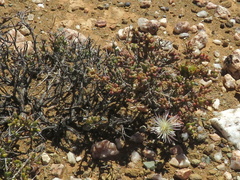 Mesembryanthemum nitidum