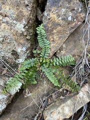Asplenium vespertinum