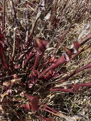 Sarracenia jonesii