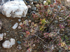 Mesembryanthemum nitidum