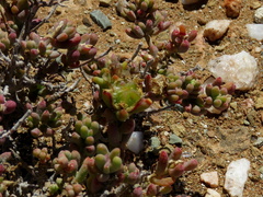 Mesembryanthemum nitidum