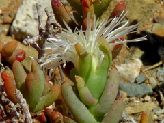 Mesembryanthemum nitidum