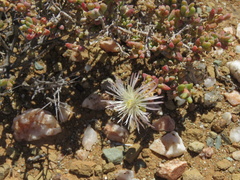 Mesembryanthemum nitidum