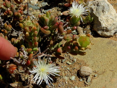 Mesembryanthemum nitidum