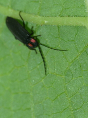 Pyractonema