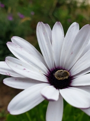 Diadasia chilensis