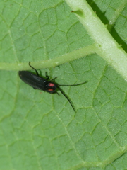 Pyractonema