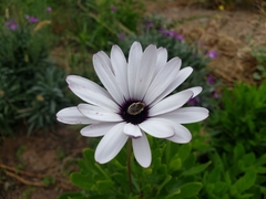 Diadasia chilensis