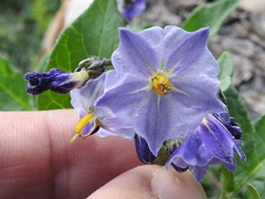 Solanum stoloniferum