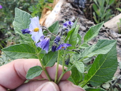 Solanum stoloniferum