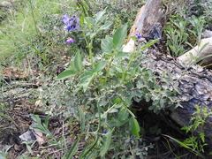 Solanum stoloniferum