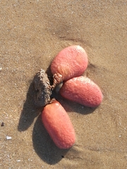 Gynandrocarpa placenta