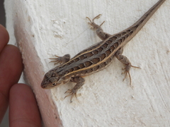 Sceloporus samcolemani