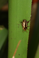 Pelidnota liturella