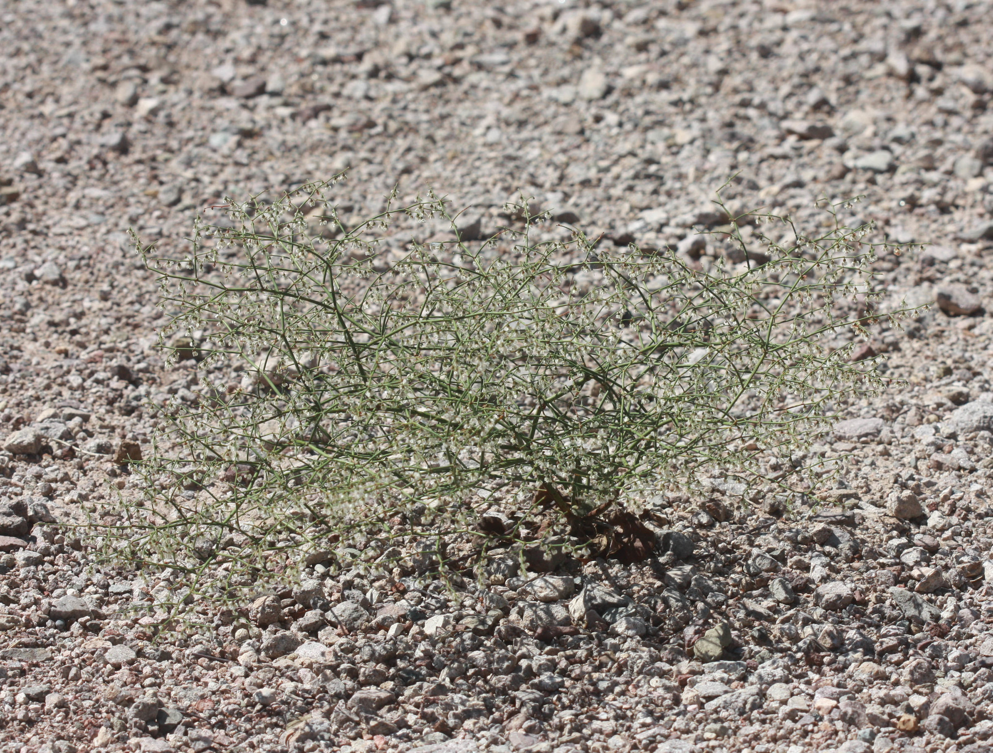 Eriogonum deflexum var. deflexum