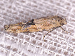 Mompha stellella