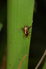 Pelidnota liturella