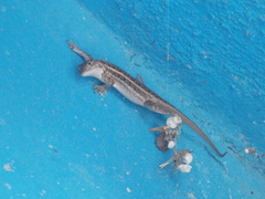 Sceloporus samcolemani