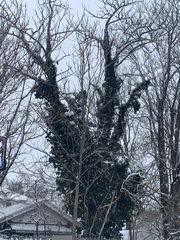 Tracheophyta