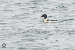 Mergus merganser