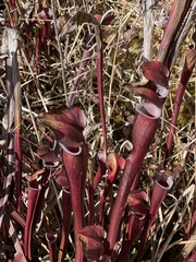 Sarracenia jonesii