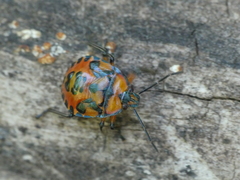 Brontocoris nigrolimbatus