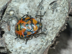 Brontocoris nigrolimbatus