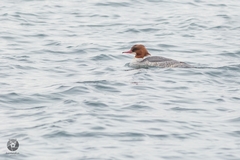 Mergus merganser