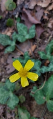Ranunculus sierrae-orientalis