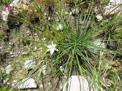 Chlorophytum calyptrocarpum image